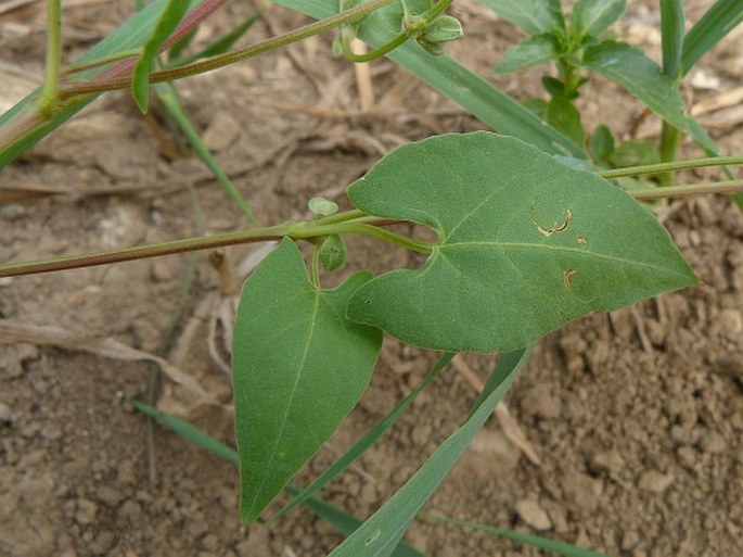 Fallopia convolvulus