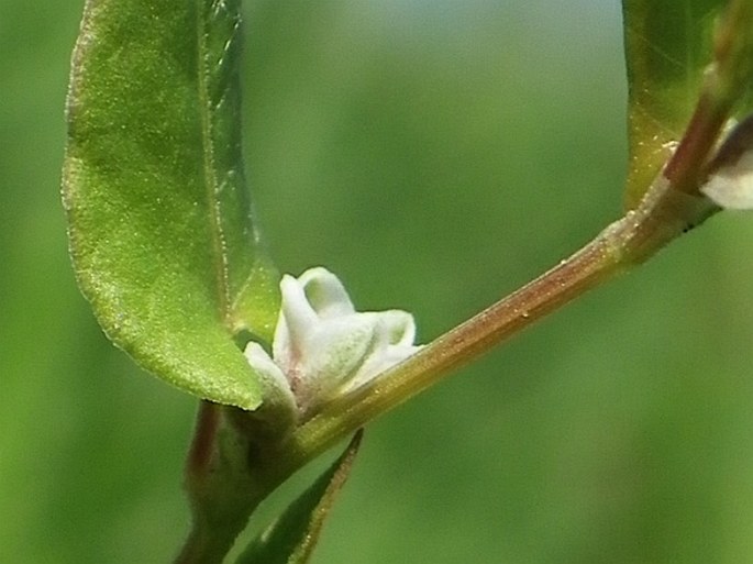 Fallopia convolvulus