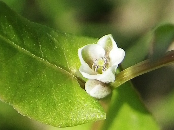 Fallopia convolvulus