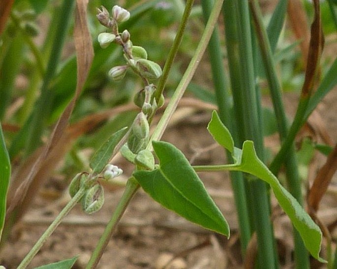 Fallopia convolvulus