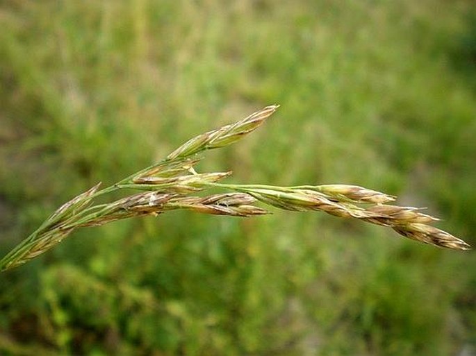 FESTUCA ARUNDINACEA Schreb. – kostřava rákosovitá / kostrava trsťovníkovitá