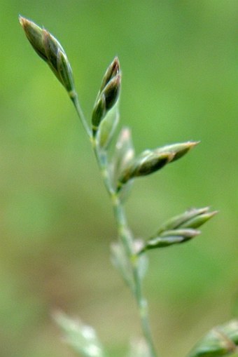 Festuca filiformis