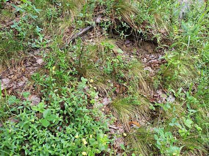 Festuca filiformis