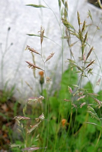 Festuca rubra