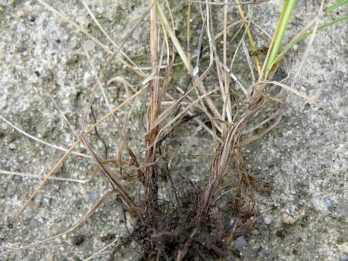 Festuca rubra