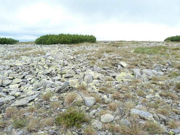 Festuca supina