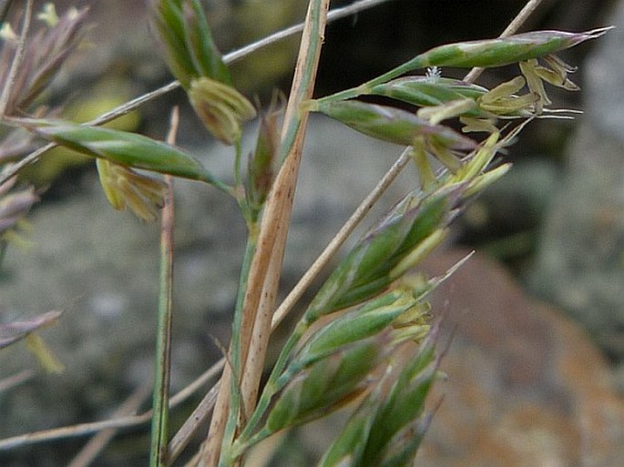 Festuca supina