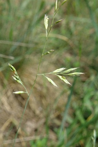 Festuca valesiaca