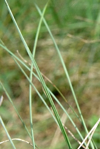 Festuca valesiaca