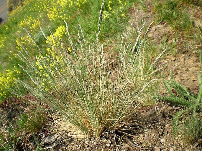 Festuca valesiaca