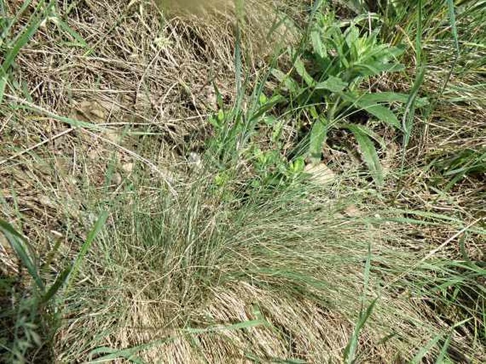 Festuca valesiaca