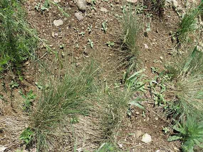 Festuca valesiaca