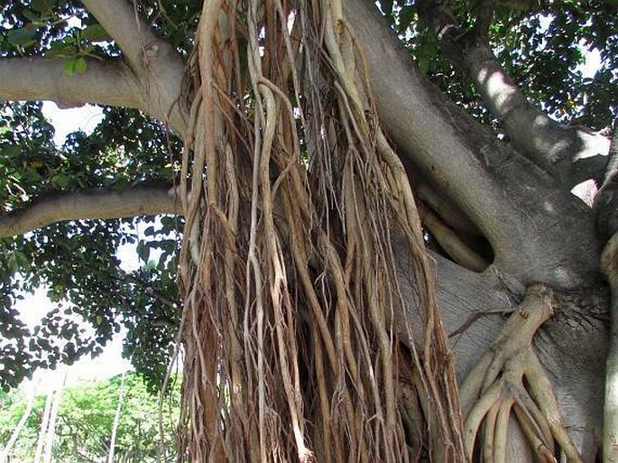 Ficus benghalensis