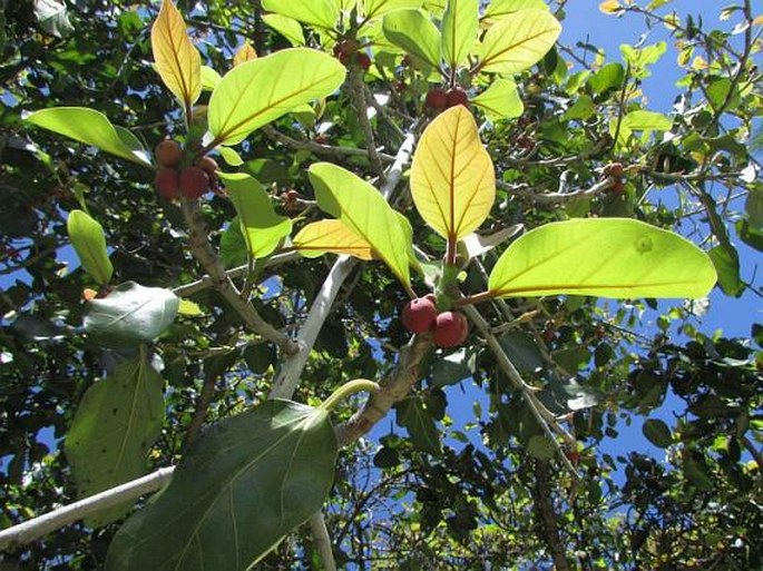 Ficus benghalensis