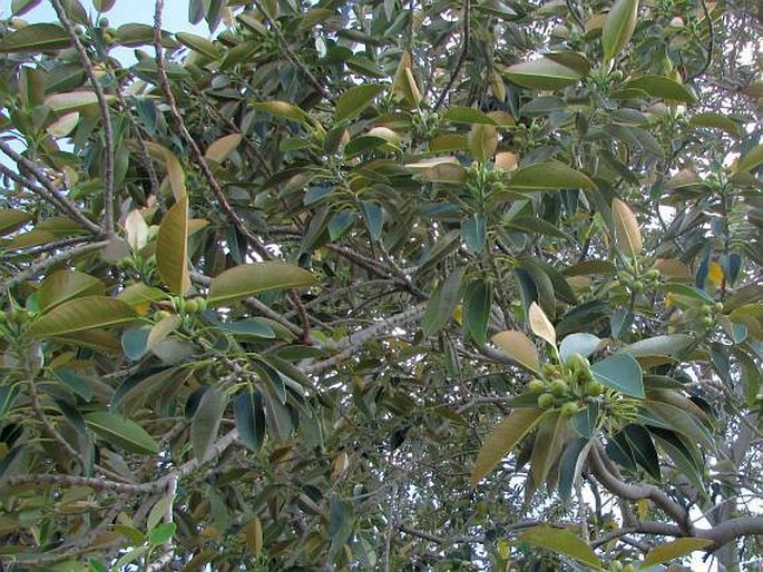 Ficus macrophylla