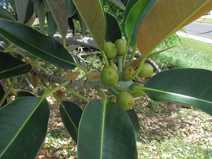 Ficus macrophylla