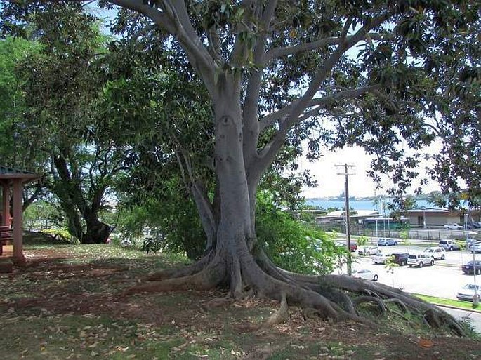 Ficus macrophylla