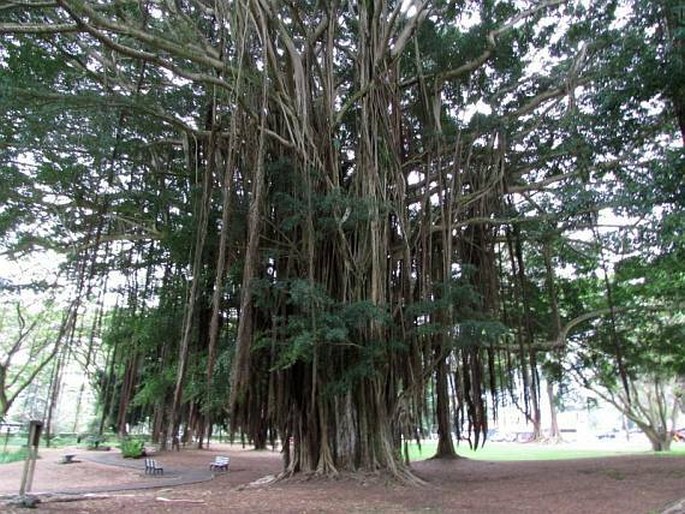 Ficus microcarpa