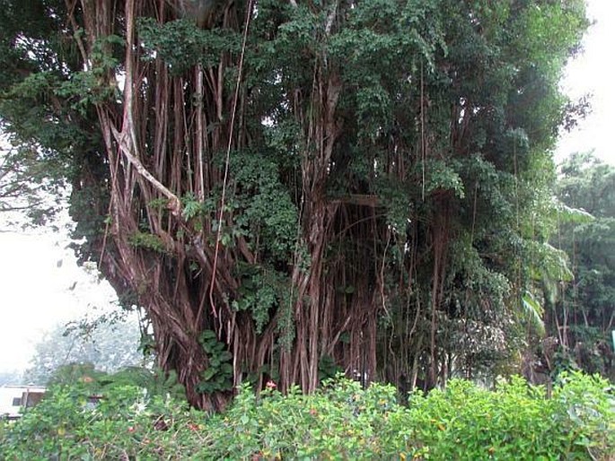 Ficus microcarpa