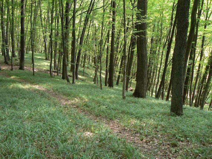 Z výstavy O čem je současná botanika: Klasifikace vegetace a diverzita vegetačních typů