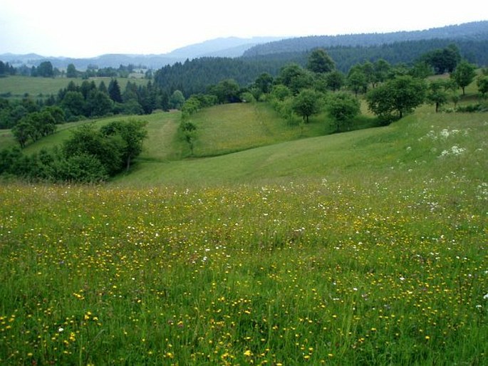 Javorníky, Galovské lúky – přírodní rezervace