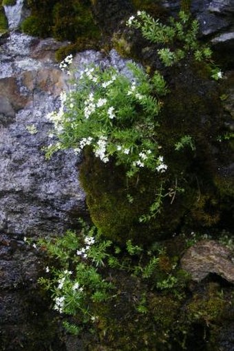 Galium sudeticum