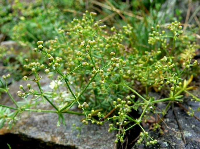 Galium sudeticum