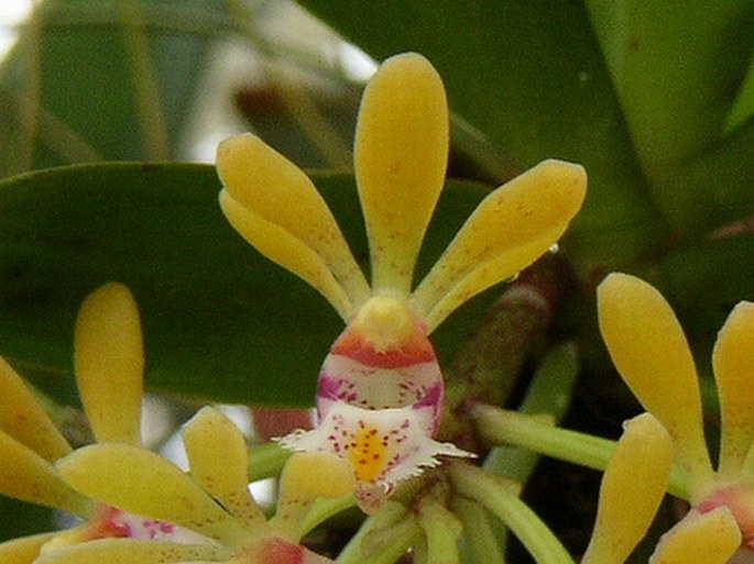 Gastrochilus obliquus
