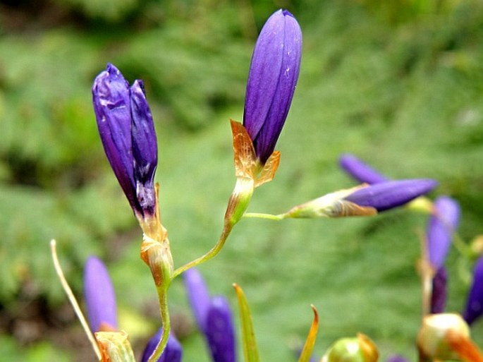 Geissorhiza aspera