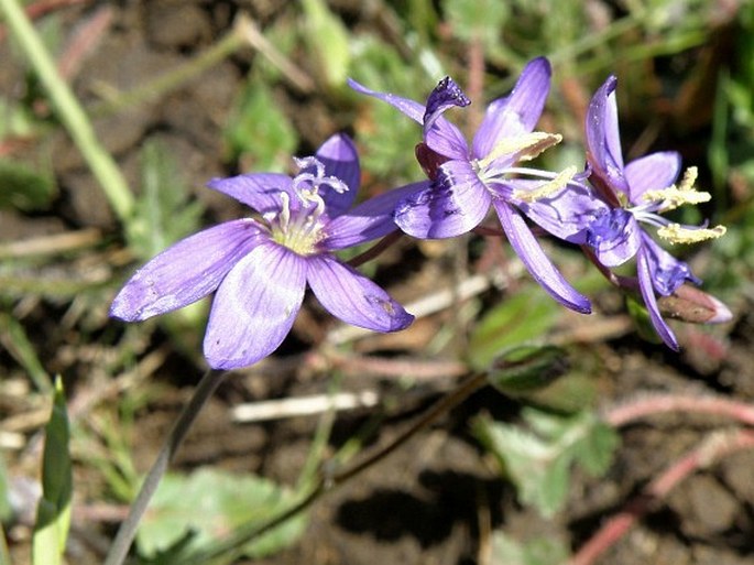 Geissorhiza aspera