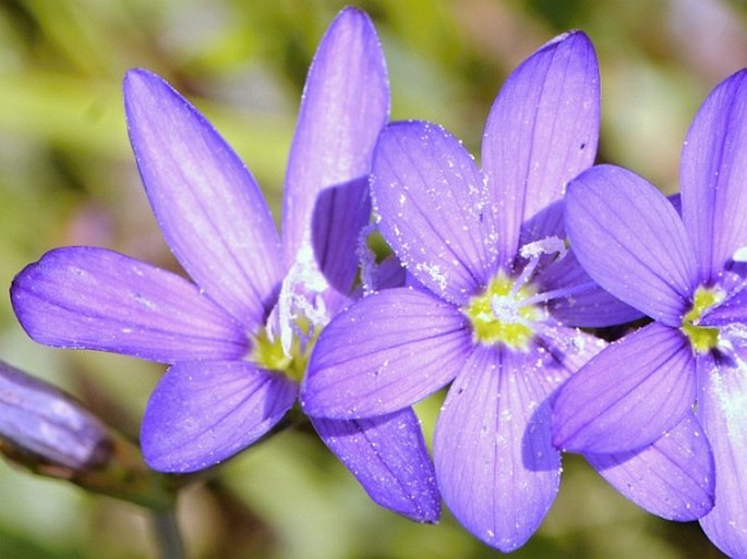 Geissorhiza aspera