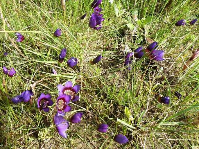 Geissorhiza monanthos