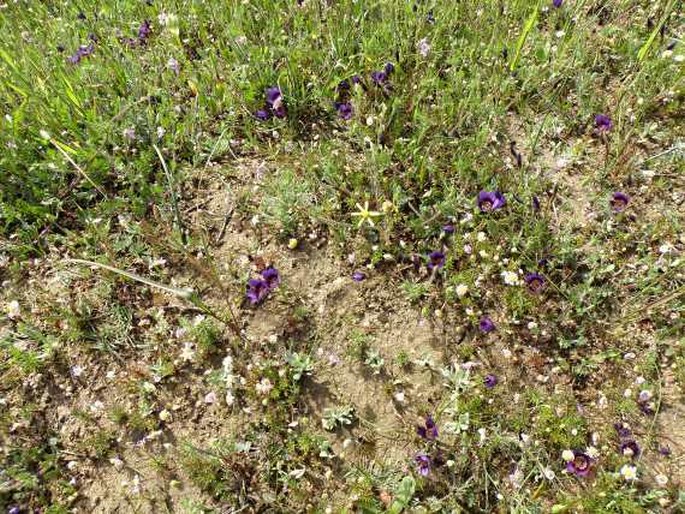 Geissorhiza monanthos