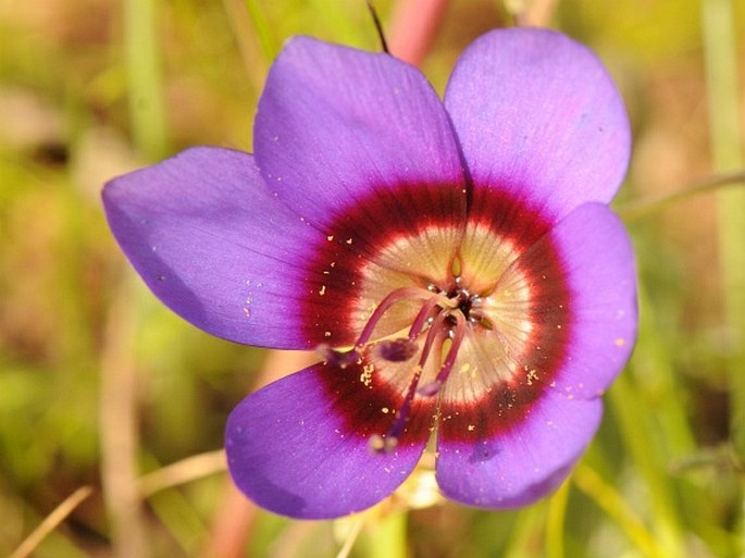 Geissorhiza monanthos