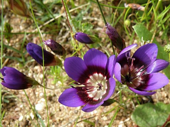 Geissorhiza monanthos