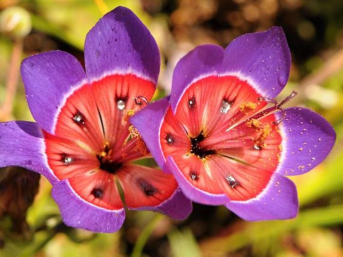 Geissorhiza radians