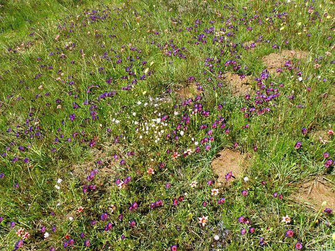 Geissorhiza radians