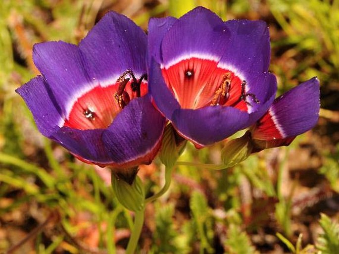 Geissorhiza radians