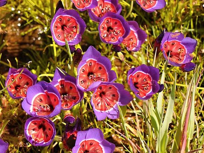 Geissorhiza radians