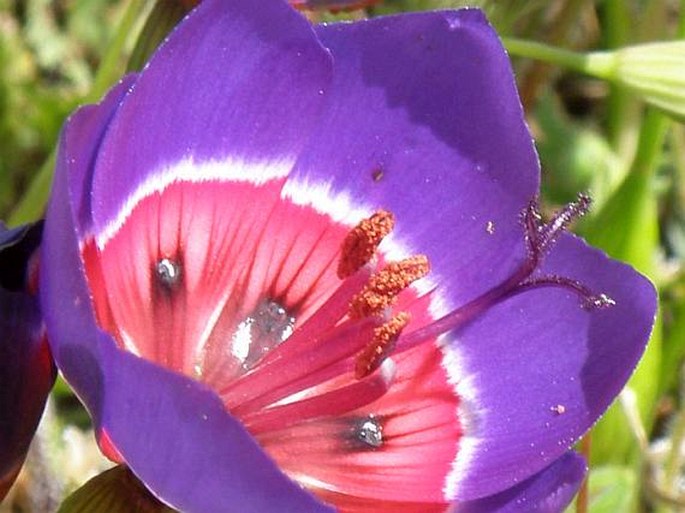 Geissorhiza radians