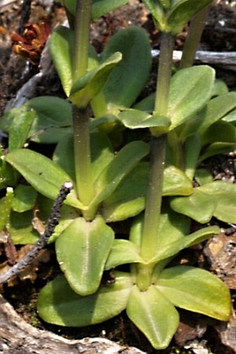 Gentiana glauca