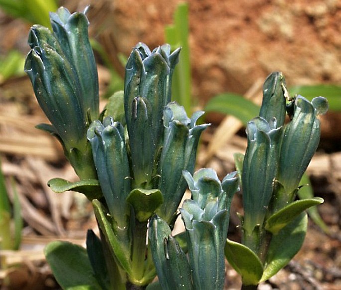 GENTIANA GLAUCA Lam. - hořec / horec