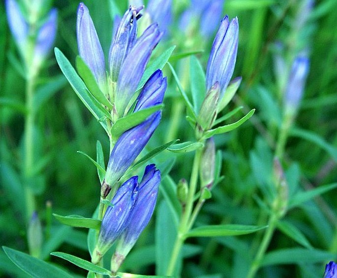 Gentiana affinis