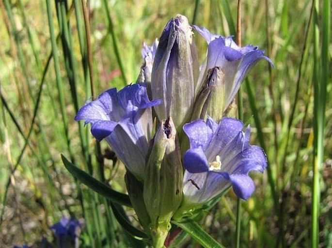 Gentiana affinis