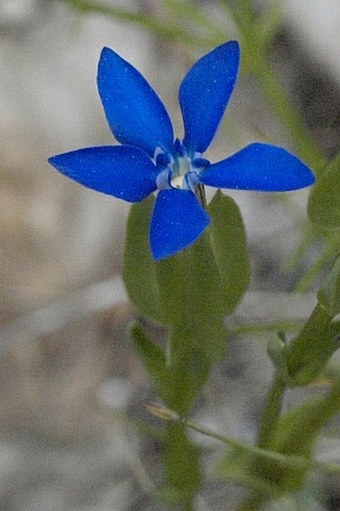 Gentiana utriculosa