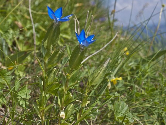 GENTIANA UTRICULOSA Sibth. et Sm. - hořec / horec