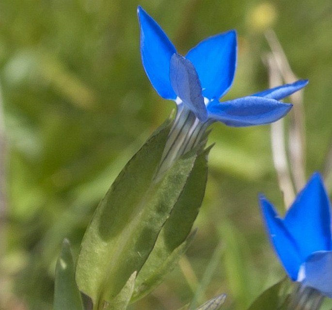 Gentiana utriculosa