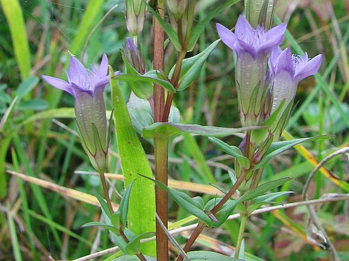 Gentianella amarella