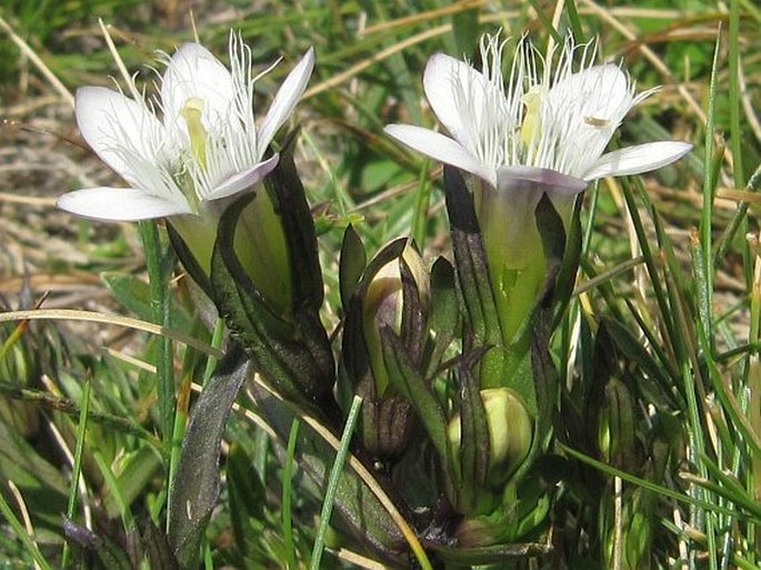 Gentianella bulgarica