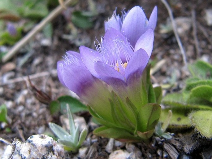 Gentianella bulgarica